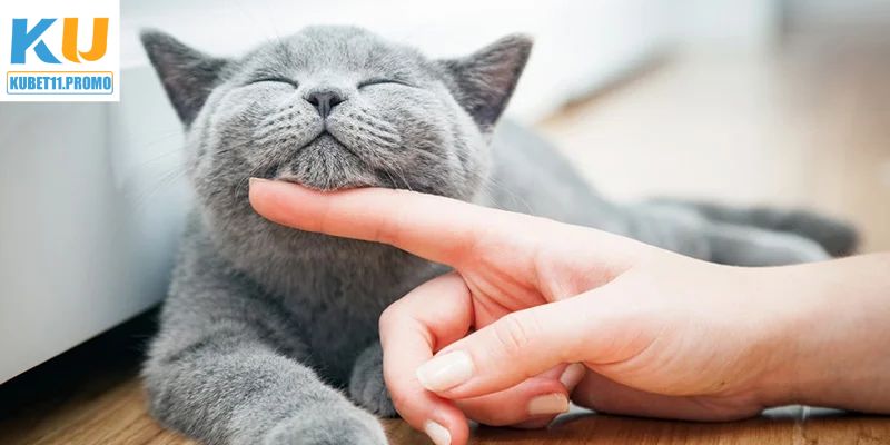 Tìm hiểu những con số đại diện cho từng giấc mơ