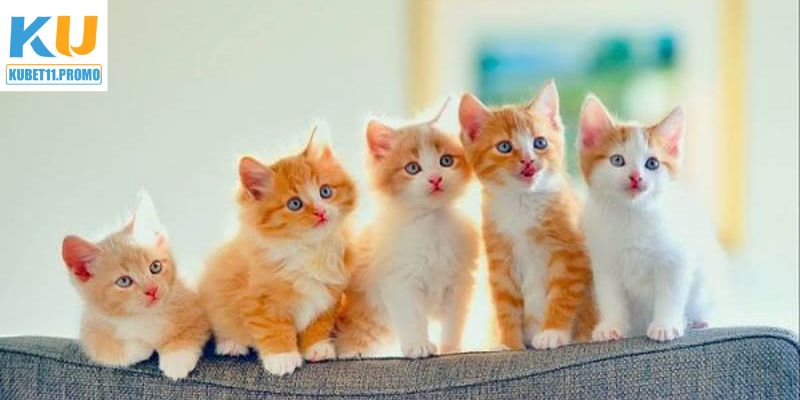 Nằm Mơ Thấy Mèo Điềm Báo Gì? Gợi Ý Con Số Tại Kubet11