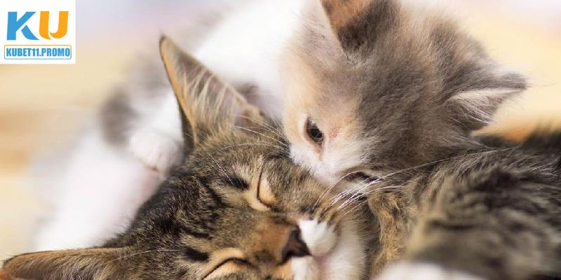Những thông điệp cơ bản khi nằm mơ thấy mèo