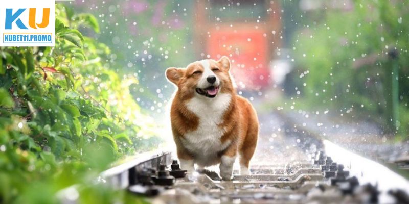 Giải mã ý nghĩa đằng sau những giấc nằm mơ thấy chó 